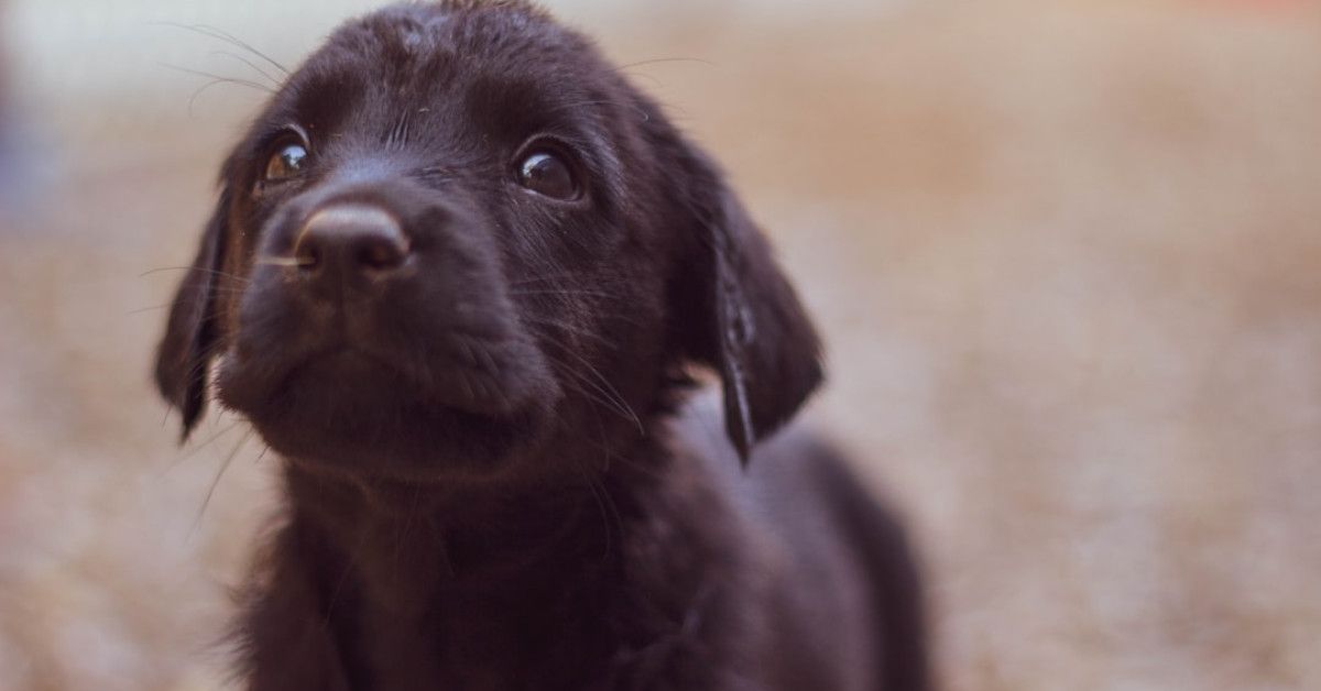 Heartwarming birthday card for your four-legged friend.