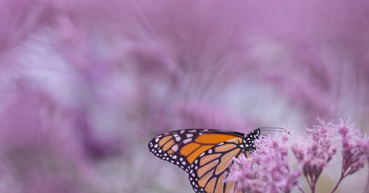 Butterfly birthday card for a memorable celebration!
