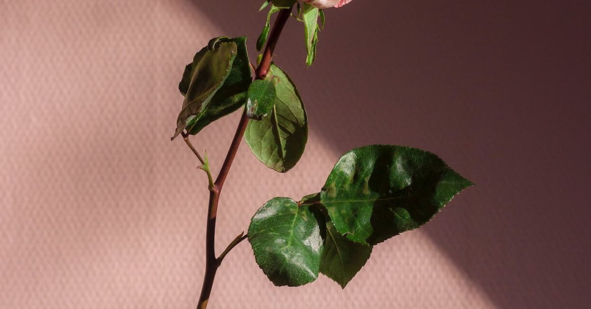 Outdoor party games for the ultimate birthday bash