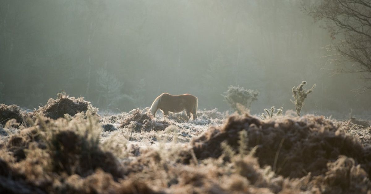 Unique horse birthday card for a fun-filled celebration.