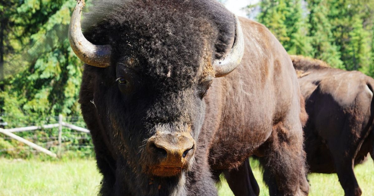 Golden birthday card for joyful celebrations and shining memories.