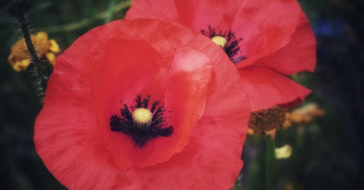 Create stunning birthday slideshows with our video maker tool