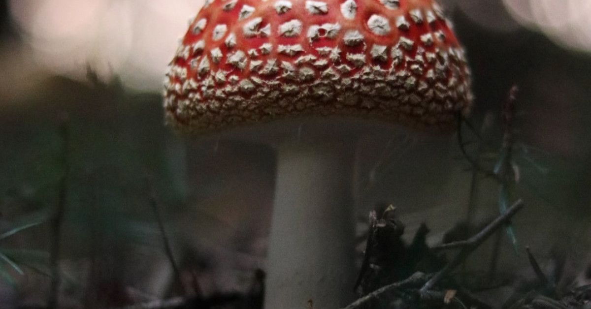 Unique birthday card with mushroom design and surprise element.