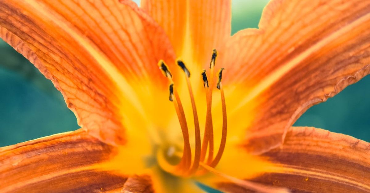 Unleash your creative genius for a memorable 55th birthday party.